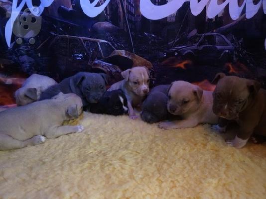 PoulaTo: Active Male And Female American PITBULL Puppies for sale